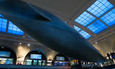 Lebensgroßer Blauwal in der Milstein Hall of Ocean Life im American Museum of Natural History an der Upper West Side in Manhattan New York City